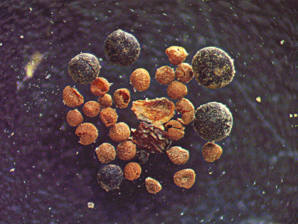 A soil sample found at the GISP2 site is viewed under a microscope revealing willow bud scale, arctic poppy seed, fungal bodies, and rock spikemoss megaspores. Credit: Halley Mastro