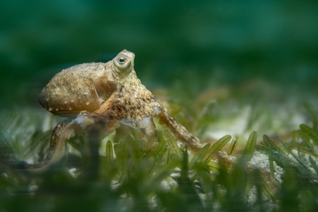 An Atlantic long-arm octopus makes its way through a Halophila stipulacea meadow at sunset, just one of the many species that call Halophila stipulacea beds home in the U.S. Virgin Islands. Credit: Dan Mele