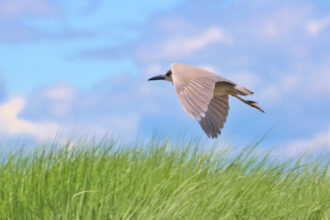 A black-crowned night hero is seen in the New Jersey Meadowlands. Credit: Courtesy of Teresa Doss