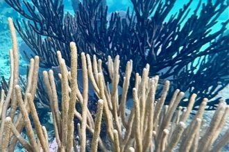 Bleaching of soft Gorgonian corals had never been documented in the western Caribbean until the summer of 2023. Credit: Bob Berwyn/Inside Climate News