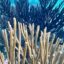 Bleaching of soft Gorgonian corals had never been documented in the western Caribbean until the summer of 2023. Credit: Bob Berwyn/Inside Climate News