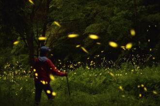 Synchronous fireflies in a meadow at the 2021 Pennsylvania Firefly Festival. Credit: Peggy Butler