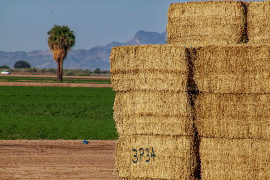 Some 79,350 acres are farmed on the Arizona portion of CRIT’s reservation. More acres are dedicated to alfalfa than any other crop. Credit: Brett Walton/Circle of Blue