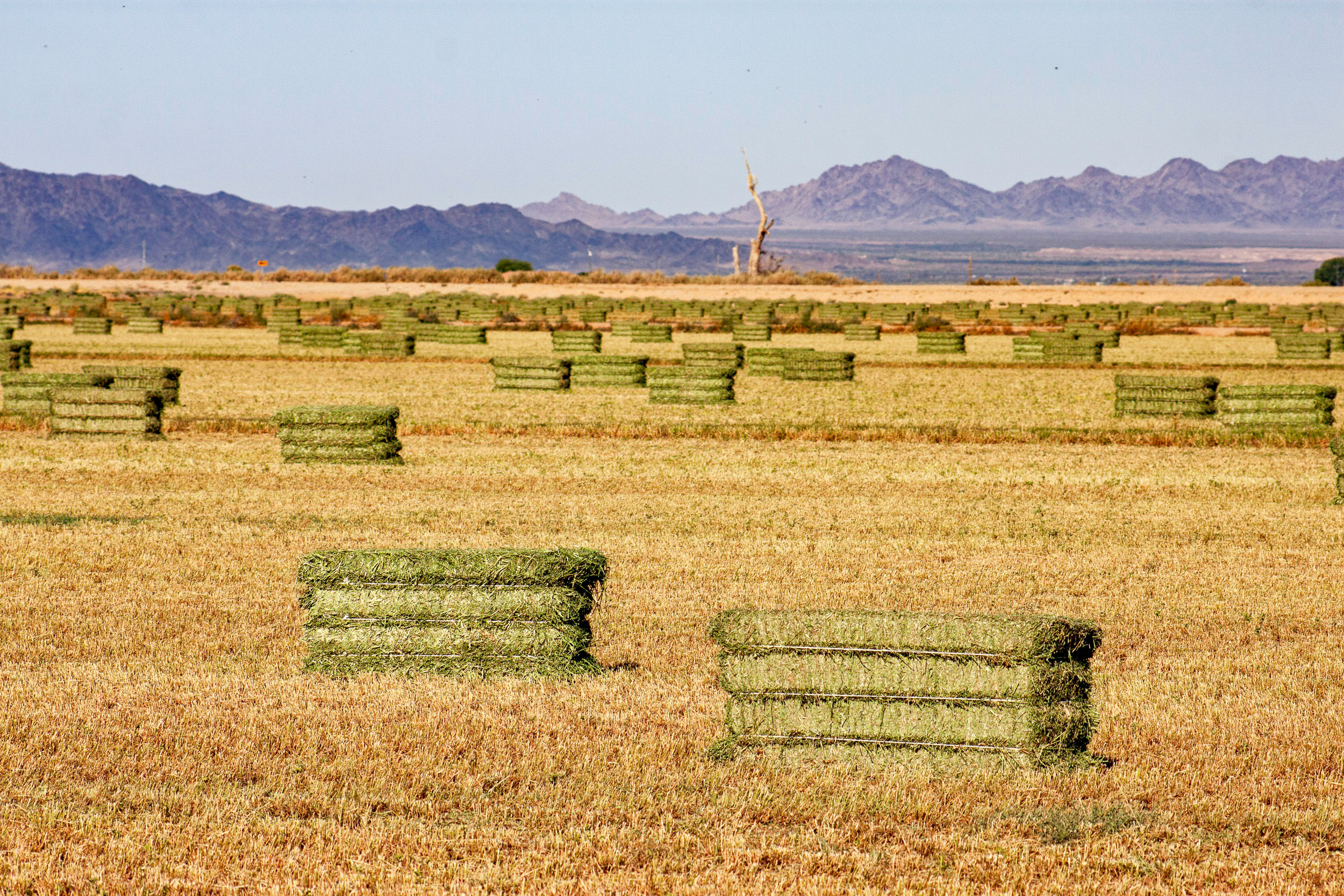 Farming is a cultural legacy and economic driver for the Colorado River Indian Tribes. Credit: Brett Walton/Circle of Blue