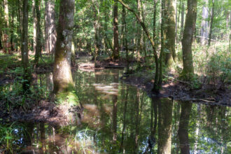 A wetland in the Croatan National Forest in eastern North Carolina. Wetlands help offset the damaging effects of climate change. Credit: Lisa Sorg/Inside Climate News