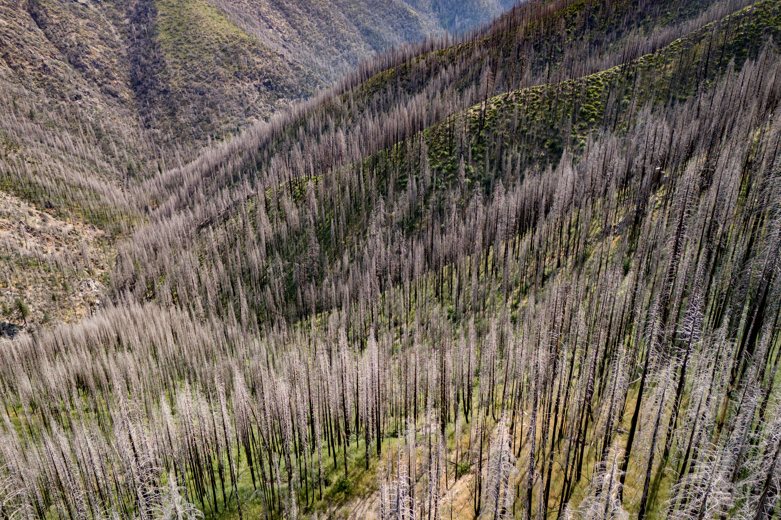 An aerial view of a snag forest near the PCT south of Quincy. Credit: Bing Lin/Inside Climate News