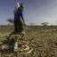 Ali Liban Guracho walks past dozens of dead cattle outside Garissa, Kenya. Credit: Larry C. Price