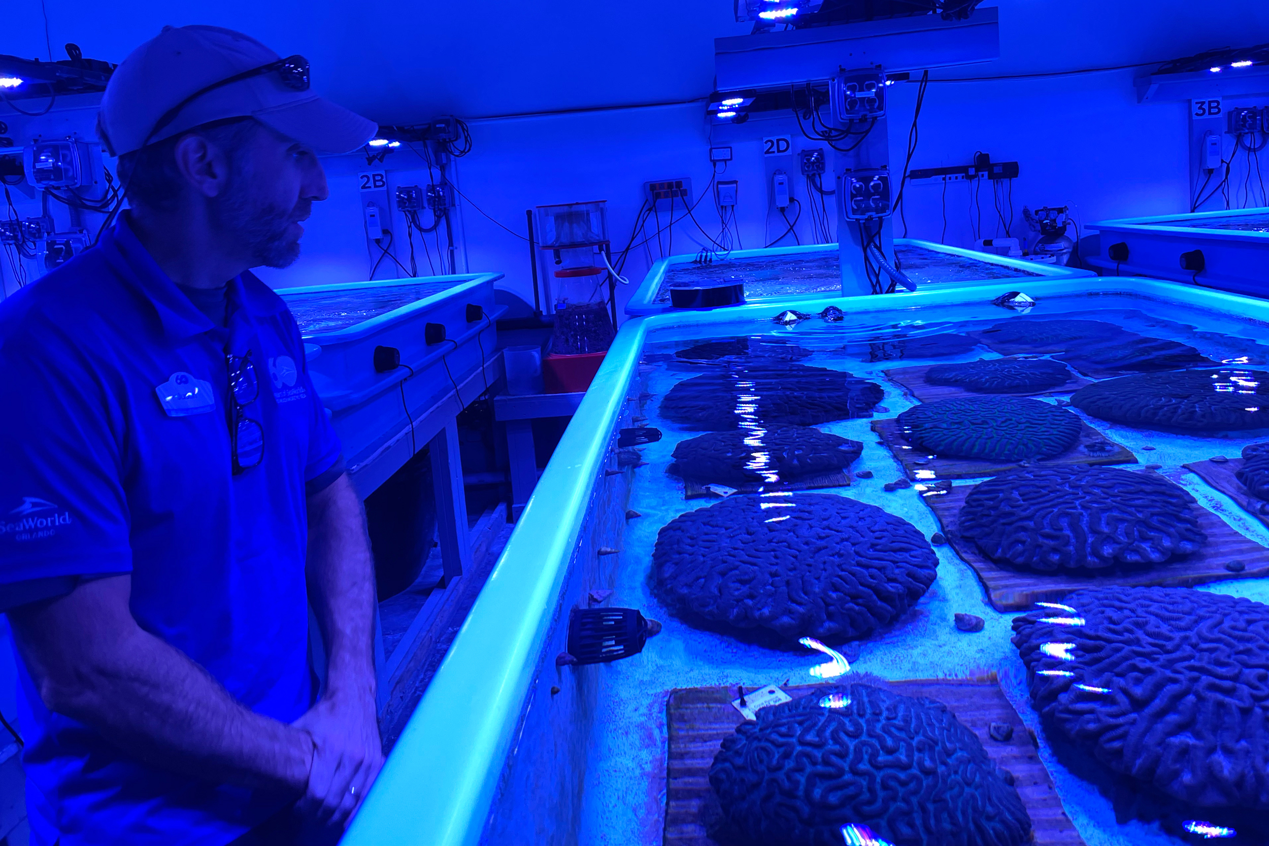 Justin Zimmerman is aquarium supervisor at the Florida Coral Rescue Center, a veritable Noah's Ark of Florida's corals. Credit: Amy Green/Inside Climate News