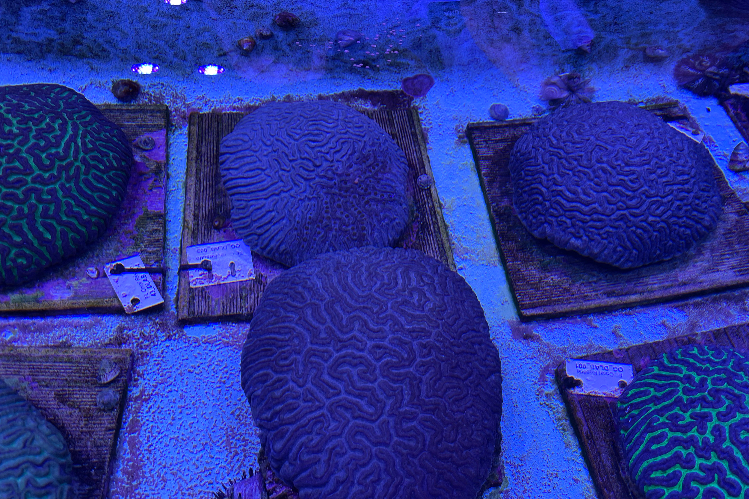 A constellation of egg bundles floats above these brain corals. Conservationists hope to improve the genetic diversity of Florida's fragile corals by helping them spawn, rather than cloning them. Credit: Amy Green/Inside Climate News