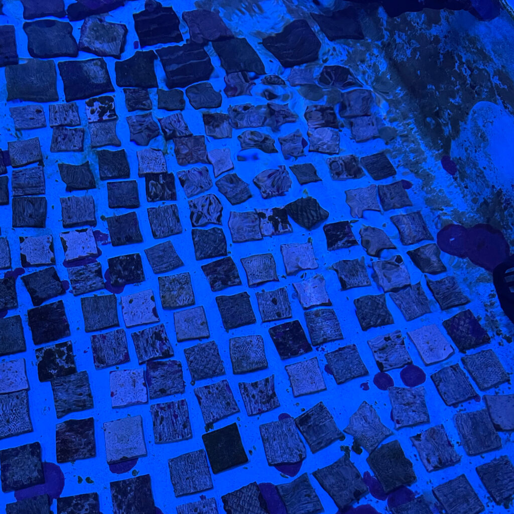 Conservationists affix the baby corals to these tiles, so that they can grow. Credit: Amy Green/Inside Climate News