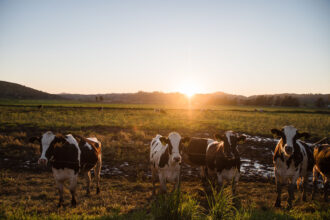 A view of cattle ruminating around a dairy farm in Escondido, Calif. Credit: Ariana Drehsler/AFP via Getty Images