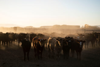 The Environmental Working Group published a new analysis on Wednesday outlining its efforts to push the USDA for more transparency, including asking for specific rationale in allowing brands to label beef as “climate friendly.” Credit: Carolyn Van Houten/The Washington Post via Getty Images