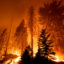 The Windy Fire blazes through the Long Meadow Grove of giant sequoia trees in California’s Sequoia National Forest on Sept. 21, 2021. Credit: David McNew/Getty Images