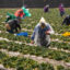 Farmworkers pick strawberries on a field in Oxnard, California. Growers applied more than 60 million pounds of the fumigant 1,3-dichloropropene on crops such as strawberries to kill nematodes and other soil-dwelling organisms in 2018, the most recent year data is available. Credit: Mel Melcon/Los Angeles Times via Getty Images