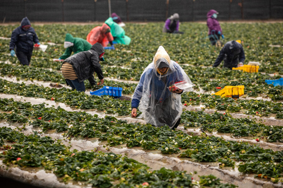 Farmworkers pick strawberries on a field in Oxnard, California. Growers applied more than 60 million pounds of the fumigant 1,3-dichloropropene on crops such as strawberries to kill nematodes and other soil-dwelling organisms in 2018, the most recent year data is available. Credit: Mel Melcon/Los Angeles Times via Getty Images