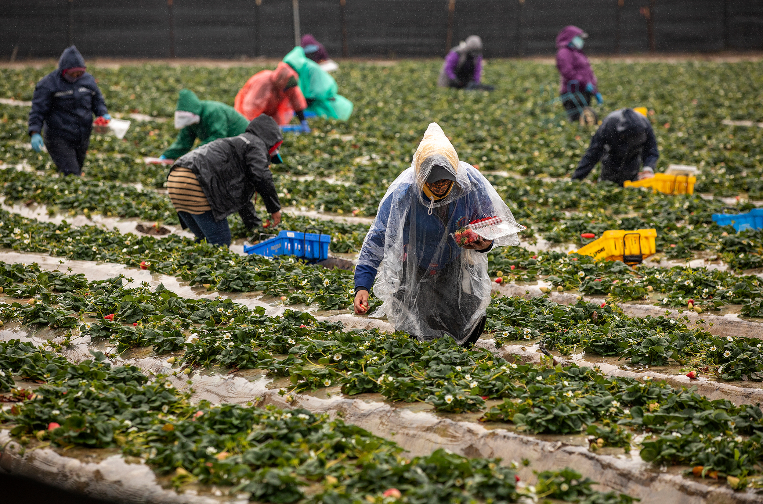 Farmworkers pick strawberries on a field in Oxnard, California. Growers applied more than 60 million pounds of the fumigant 1,3-dichloropropene on crops such as strawberries to kill nematodes and other soil-dwelling organisms in 2018, the most recent year data is available. Credit: Mel Melcon/Los Angeles Times via Getty Images