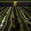 The health of farmworkers is put at risk as growers continue to apply toxic fumigants around Watsonville, Calif. Credit: Wally Skalij/Los Angeles Times via Getty Images