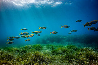 A school of fish is seen off the coast of southeastern France. Global warming is driving a dramatic shift of species in the Mediterranean and could lead to mass extinctions in the worst-case outcome. Credit: Alessandro Rota/Getty Images