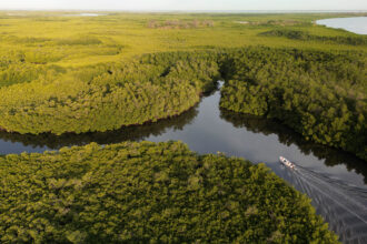 An aerial view of a mangrove forest near the Saloum Delta in Senegal. Credit: Cem Ozdel/Anadolu via Getty Images