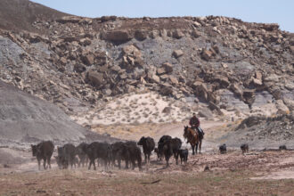 A cowboy herds cows down a dirt road in the San Rafael Swell on BLM land near Green River, Utah, on April 14. Credit: George Frey/Getty Images