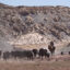 A cowboy herds cows down a dirt road in the San Rafael Swell on BLM land near Green River, Utah, on April 14. Credit: George Frey/Getty Images