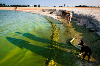 Algae from Lake Erie washes ashore at Maumee Bay State Park in Oregon, Ohio, on Aug. 3, 2014. Credit: Ty Wright/The Washington Post via Getty Images