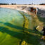 Algae from Lake Erie washes ashore at Maumee Bay State Park in Oregon, Ohio, on Aug. 3, 2014. Credit: Ty Wright/The Washington Post via Getty Images