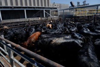 Beef cattle are gathered in pens at the JBS Beef Plant in Greeley, Colo. The New York State Attorney General recently filed a lawsuit against JBS, the world’s largest beef company. Credit: Andy Cross/The Denver Post via Getty Images