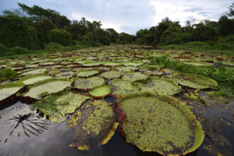 A view of the Pantanal wetlands in Brazil. New research shows a large chunk of global methane emissions are from rotting vegetation in tropical wetlands. Credit: Carl de Souza/AFP via Getty Images