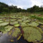 A view of the Pantanal wetlands in Brazil. New research shows a large chunk of global methane emissions are from rotting vegetation in tropical wetlands. Credit: Carl de Souza/AFP via Getty Images