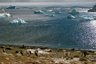 A decline of Antarctic sea ice will affect the entire food chain by changing the availability of plankton and krill, and in some cases, crowding animals closer together. Credit: Bob Berwyn/Inside Climate News