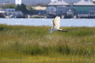 A great egret is seen in flight over the grassy marsh of the Jamaica Bay Wildlife Refuge in New York City. Credit: Tim Farrell/NPS