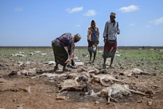 Pastoralists from the local Gabra community walk among carcasses of some of their sheep and goats on the outskirts of a small settlement called 'Kambi ya Nyoka' (snake camp) suspected to have succumbed due to sudden change in climate in Marsabit county January 29, 2022. - A devastating drought in Kenya late-last year, that appeared to give way to flash storms that yielded flooding and chilly weather conditions in early 2022, has seen pastoral communities in the east african nation's arid north lose their livestock, first to drought and then floods and cold. Credit: Tony Karumba/AFP via Getty Images