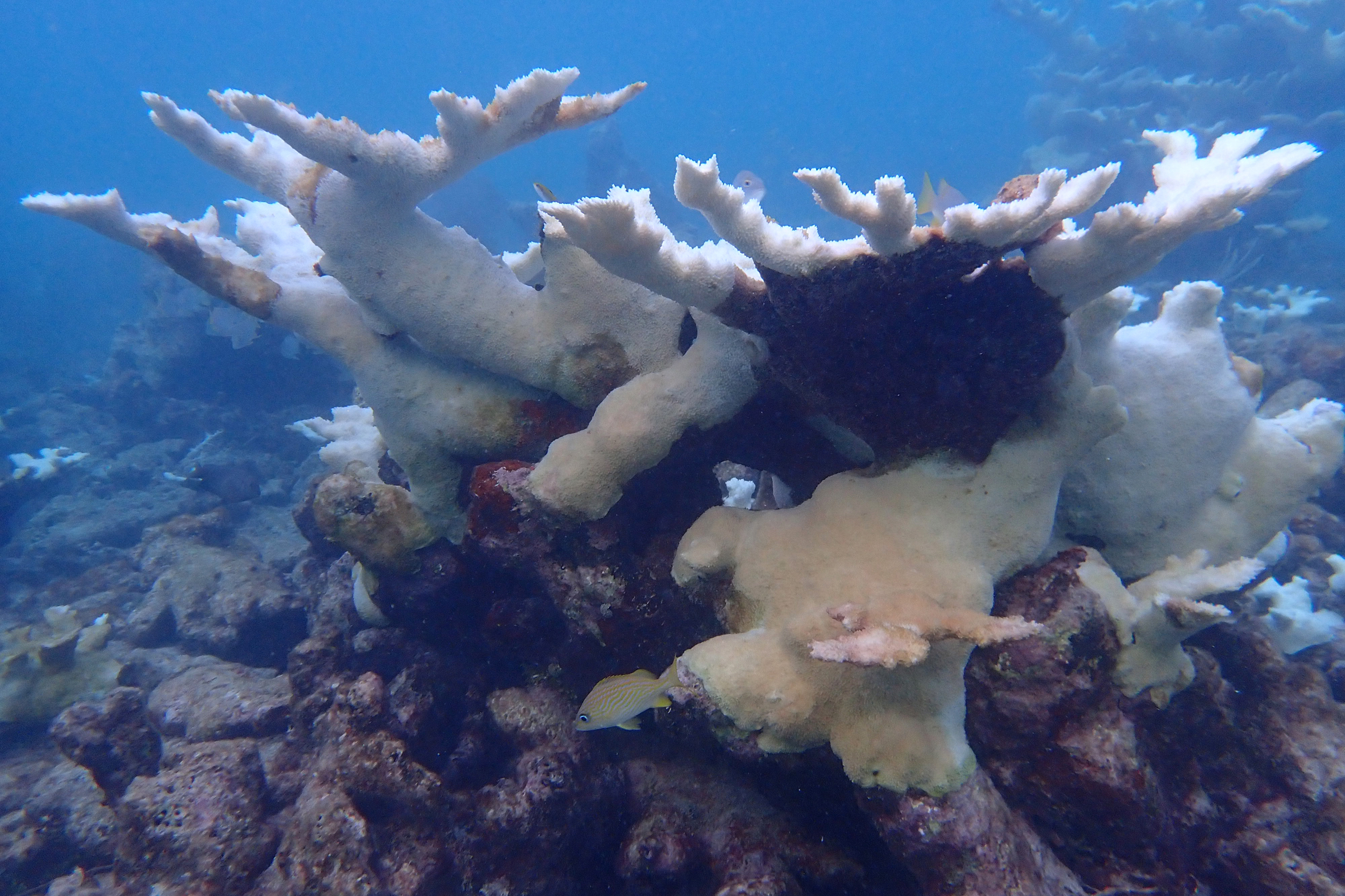 Last summer’s heat wave was the longest documented in three decades, characterized by the hottest ocean temperatures ever recorded in Florida. Credit: Katey Lesneski/NOAA