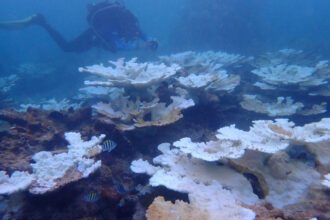 Heat affects corals by breaking down their relationship with the microscopic algae living inside them. When waters are too warm the corals expel the algae and turn white, a process called bleaching. Credit: Katey Lesneski/NOAA