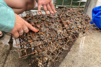 Agata Poniatowski, Billion Oyster Project’s public outreach program manager, points out the different marine organisms on an oyster cage at WNYC Transmitter Park in Brooklyn. Credit: Lauren Dalban/Inside Climate News