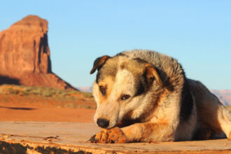 One animal control program manager estimates that there are around 180,000 unhoused dogs on the reservation. Credit: iStock/Getty Images Plus via Grist