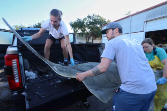 State and federal partners are racing to rescue smalltooth sawfish in the Florida Keys, where they are exhibiting unusual and concerning behavior like spinning and whirling. Credit: Florida Fish and Wildlife Conservation Commission