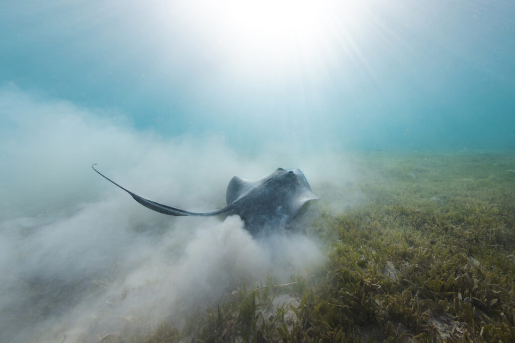 Southern stingrays are often observed gliding over beds of Halophila stipulacea in the U.S. Virgin Islands, but whether they prefer foraging in native seagrass beds remains unclear. Credit: Dan Mele