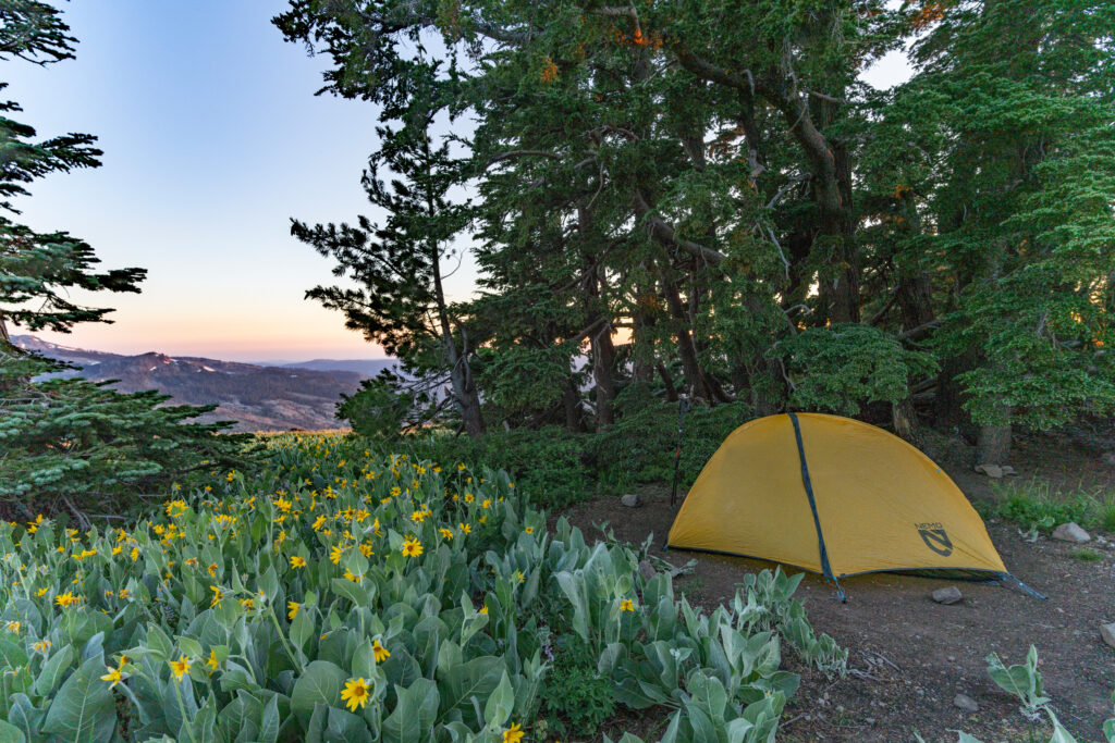 Bing Lin's tent site for his first night on the trail, right by a patch of flowering mule's ears on a mountain ridge. Credit: Bing Lin/Inside Climate News