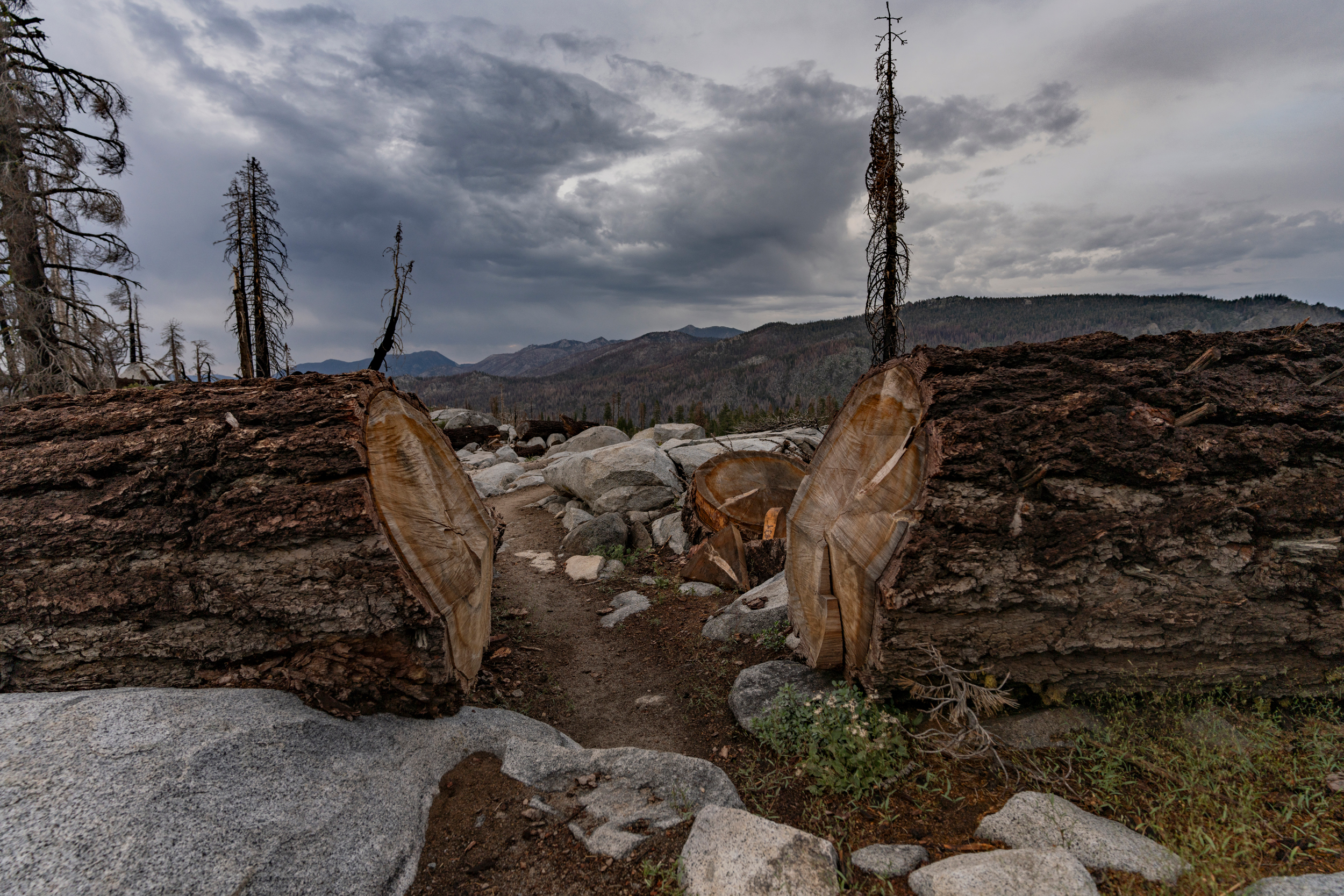 A fallen tree is sawed in half to allow hikers to pass, just south of Echo Lake, California. Credit: Bing Lin/Inside Climate News 