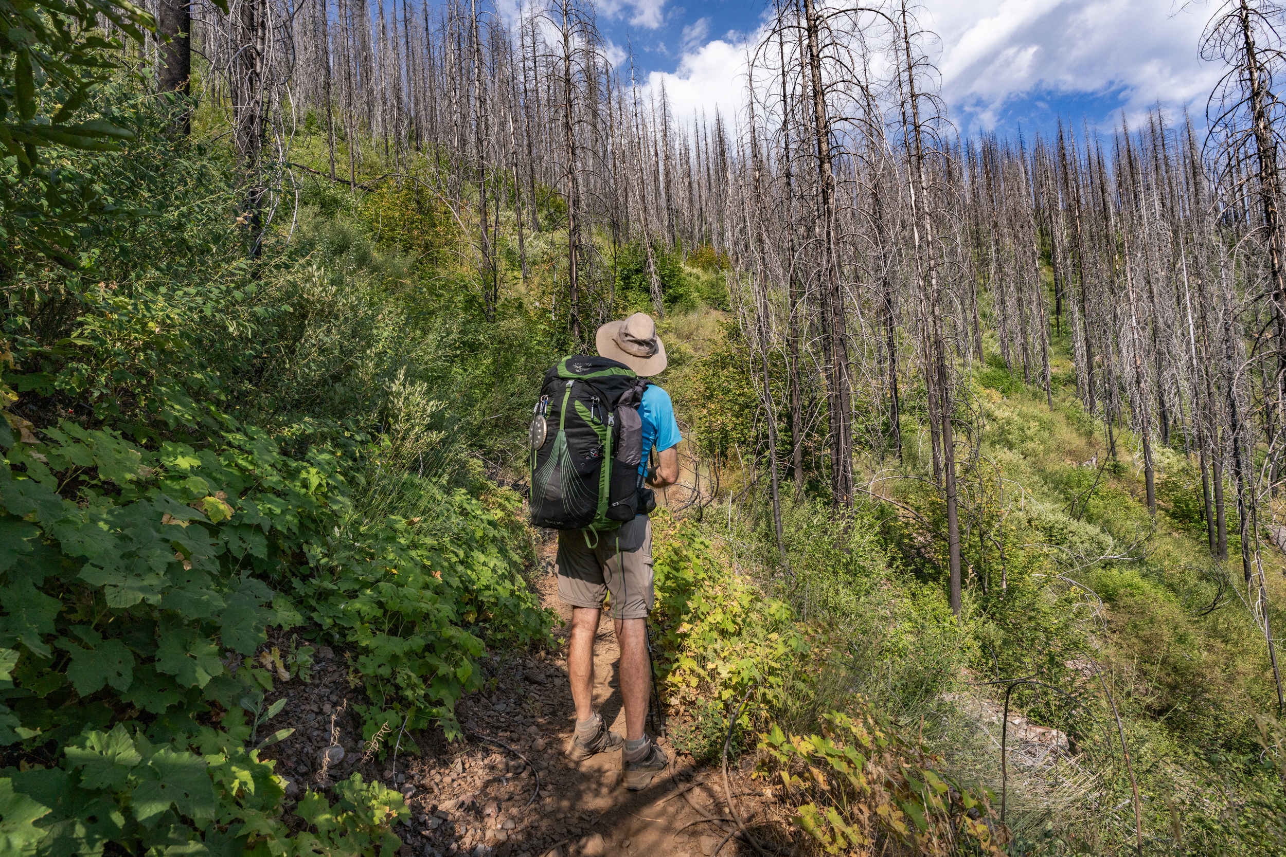 Hugh Safford surveys a snag forest from the PCT. Credit: Bing Lin/Inside Climate News