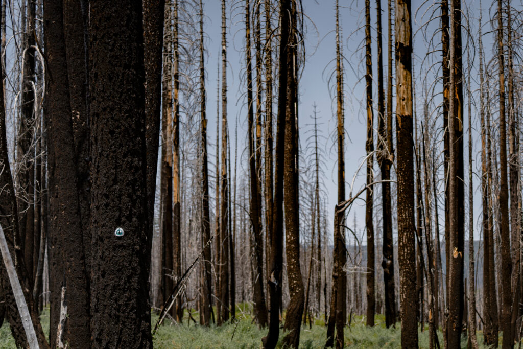 Charred trees scatter around a trail as the PCT winds through a snag forest, a result of the North Complex Fire of 2020. Credit: Bing Lin/Inside Climate News