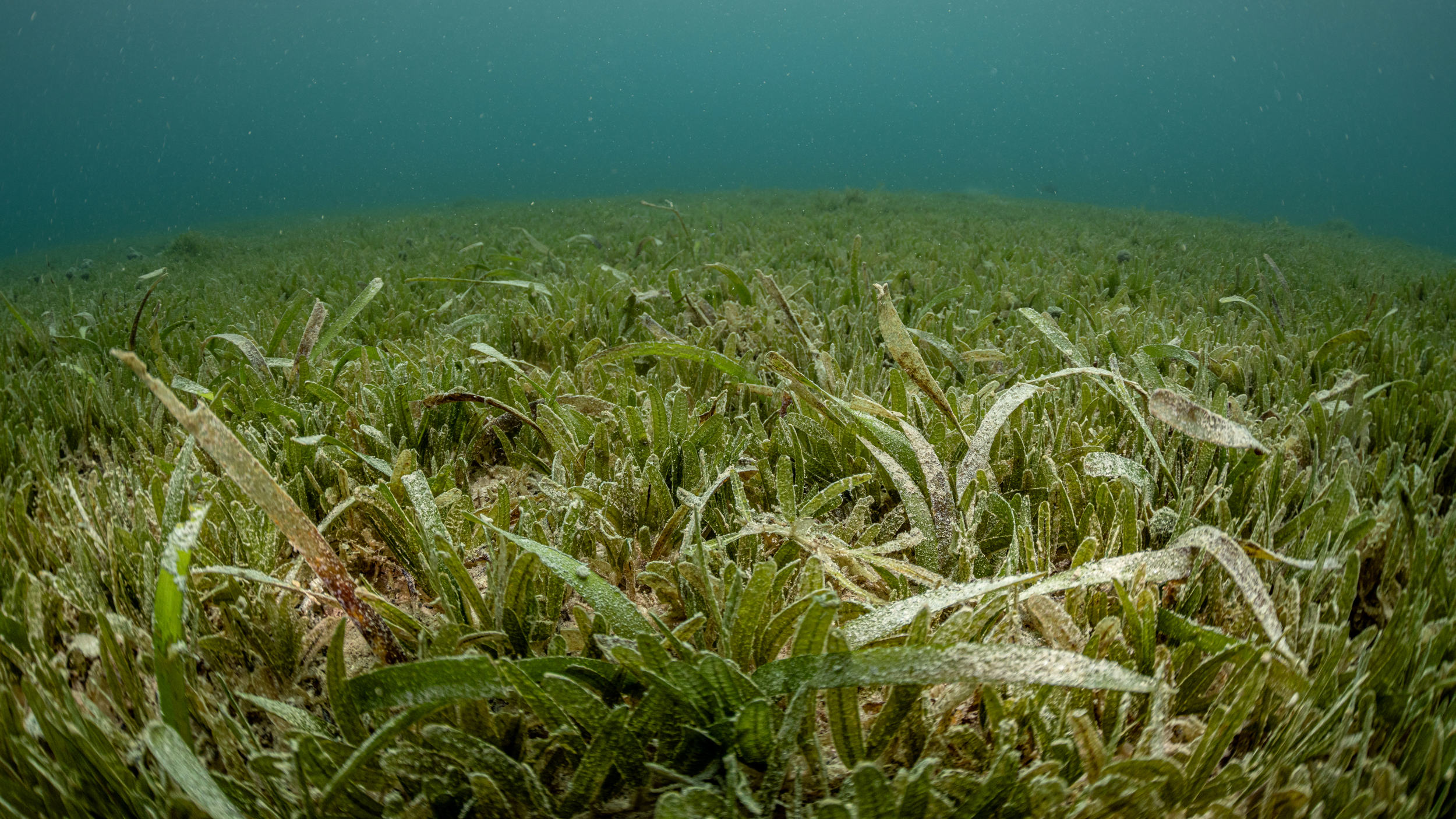 Native turtle grass (Thalassia testudinum) is slowly consumed by the encroaching Halophila stipulacea in the U.S. Virgin Islands. Credit: Dan Mele