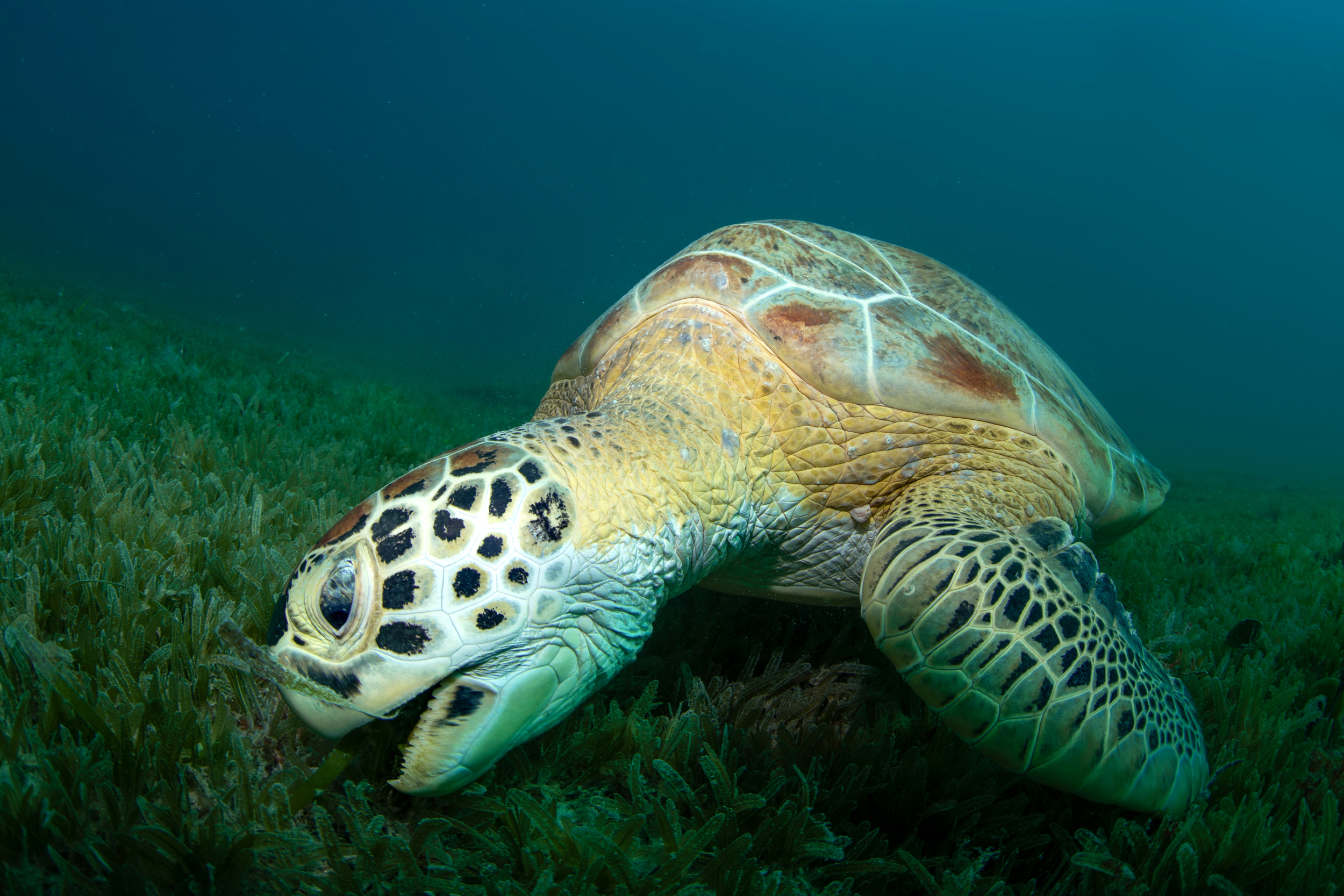 Seagrasses are a primary food source for green sea turtles. Although the turtles have been observed feeding on Halophila, preliminary research suggests that they prefer native species and can locate single blades of turtle grass to munch on within vast beds of the invasive species. Credit: Dan Mele