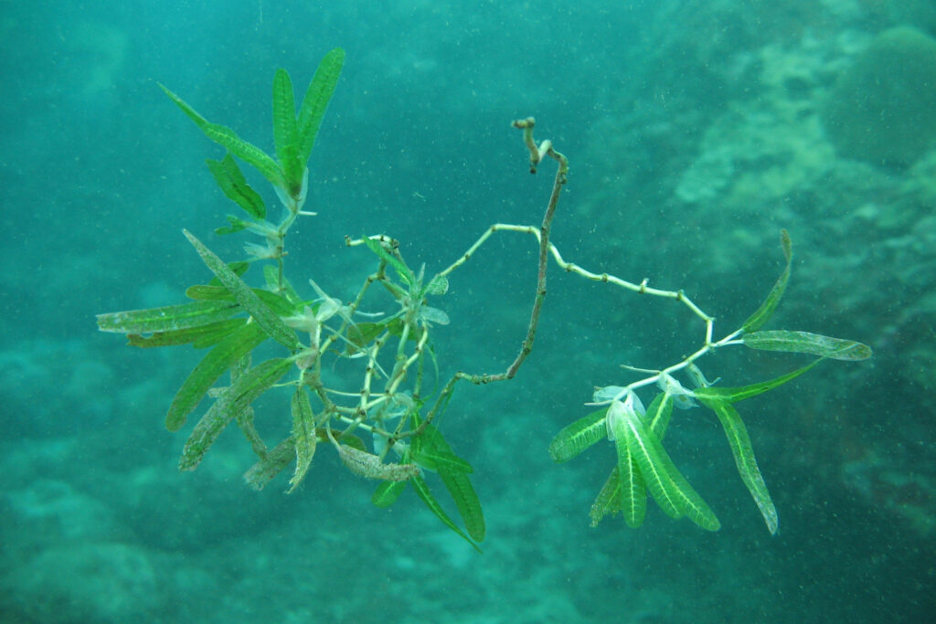 Halophila stipulacea is seen floating in the water column in Dominica in 2009. Credit: Demian Willette