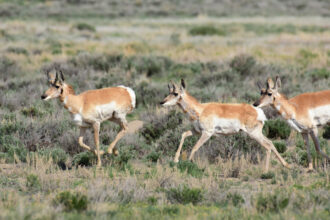 A herd of pronghorn are seen in the Seedskadee National Wildlife Refuge in Sweetwater County, Wyoming. Credit: Tom Koerner/USFWS